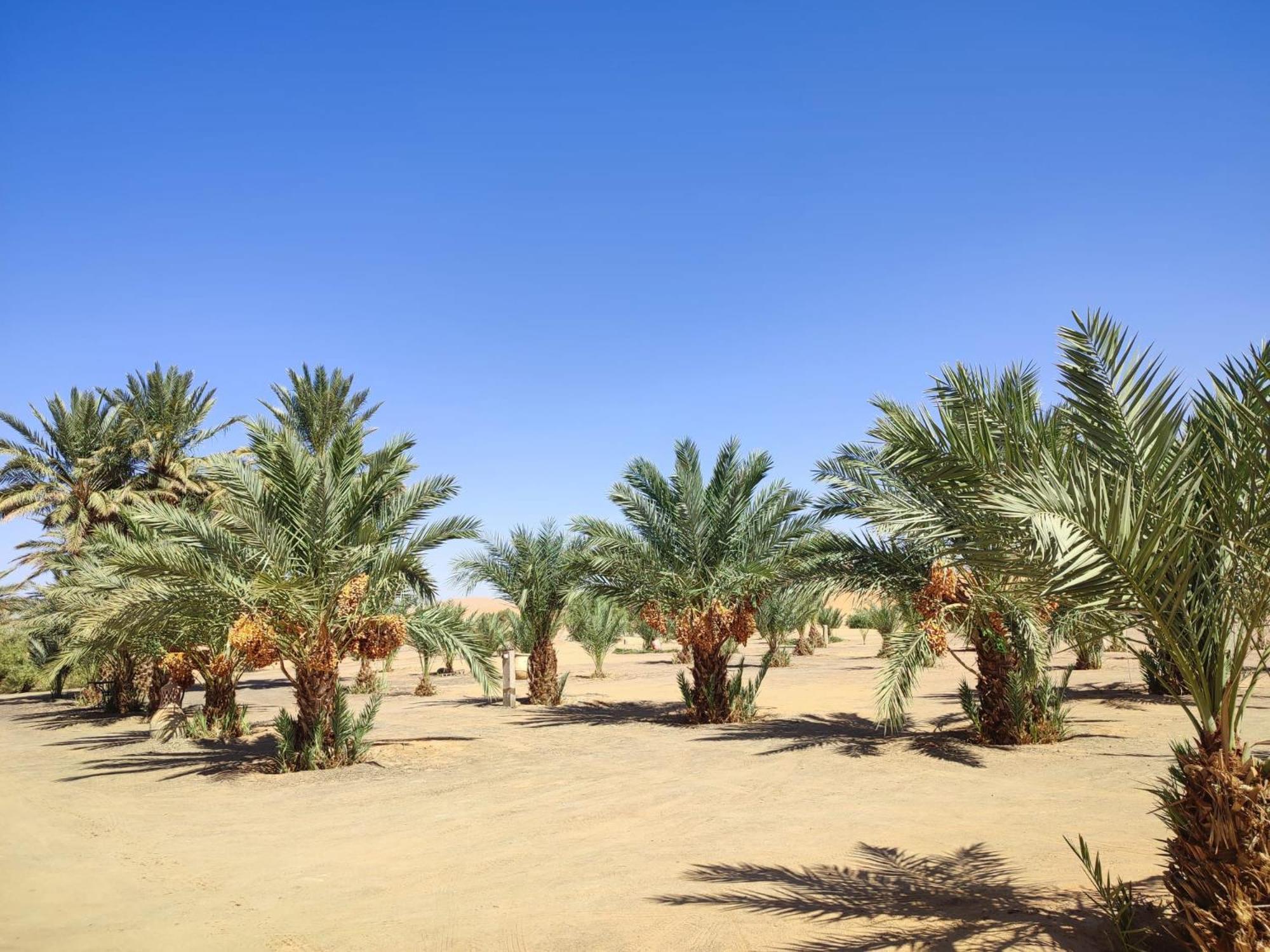Berber Palace Merzouga Exterior photo